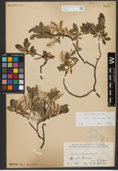 Foto von Salix waldsteiniana Willd.